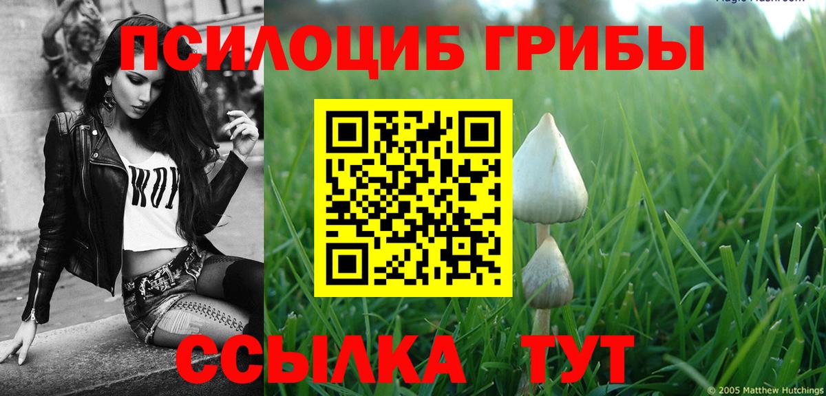 Псилоцибиновые грибы Psilocybe Сыктывкар